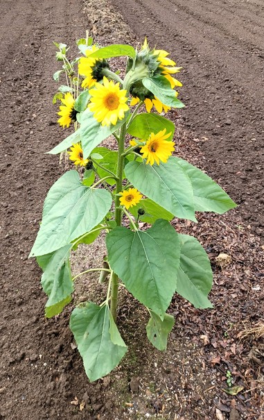 Lone sunflower with multiple blooms standing by itself in a bare garden plot.