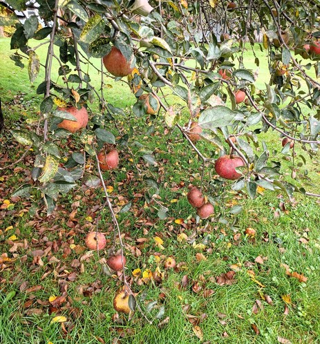 General view of a Baldwin apple tree with many ripe apples on the branches.  Grass and fallen leaves on ground.