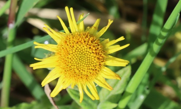 A yellow flower shaped like a daisy but with the centre larger relative to the ring of outer petals.