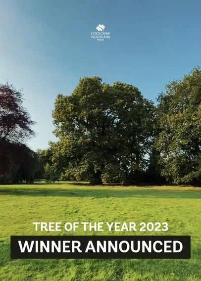 A full side view of the Wrexham Sweet Chestnut tree, in a park, blue sky above,, grass in the foreground.