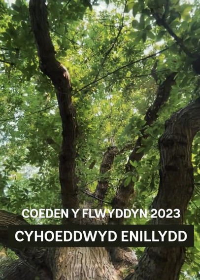 Looking up through the bows of the winning tree of the year.