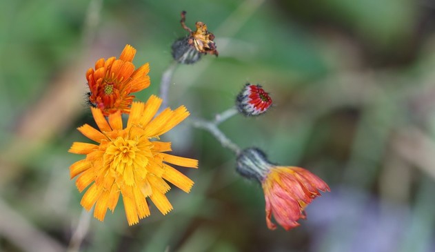 An orange, dandelion-shaped flower on a stalk with some part-opened orange flowers and a red bud.