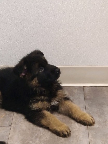 Ransom the puppy gazing upwards 