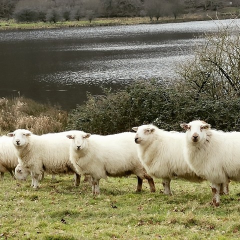 Four white fluffy sheep with speckled faces, standing in a row in front of a hedge and a river. Three of the sheep are looking vaguely towards the camera, while the other is looking off in a different direction.