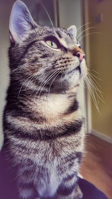 A young tabby looking up at the screen. He spotted the moving mouse arrow.