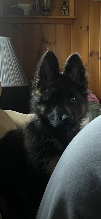Puppy staring into the camera 