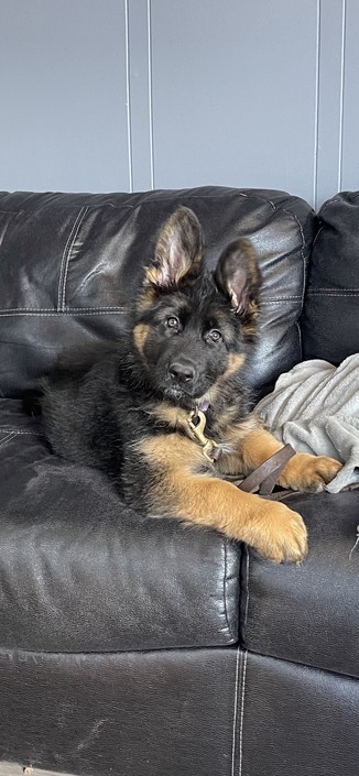 Puppy staring at camera with head tilted 