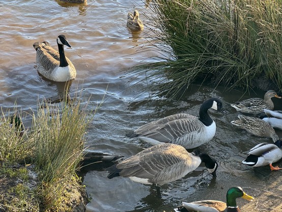 Three geese at the edge of the lake along with several ducks. 