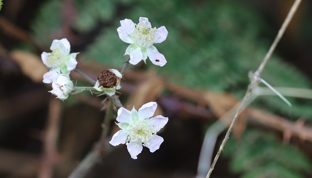 A cluster of white flowers shaped like tiny roses.