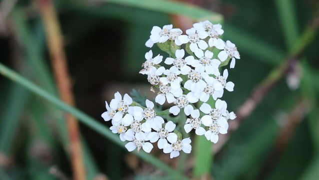 A small flower-head, each of the flowers having 5 white petals around a white centre.