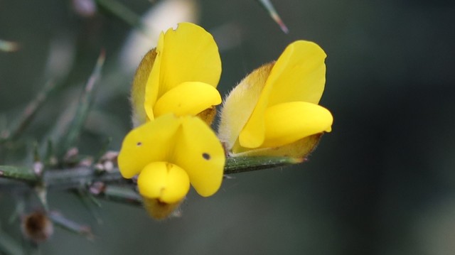 Three bright yellow flowers shaped a bit like pea flowers.