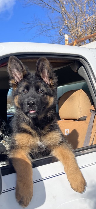Puppy staring out of truck window towards the camera 
