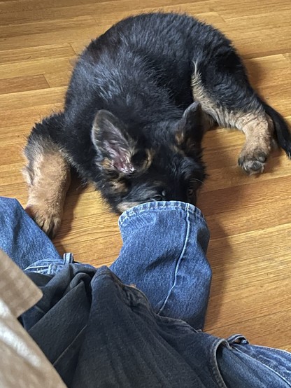 Puppy sleeping with his snout stuffed inside of a denim jean pant leg.