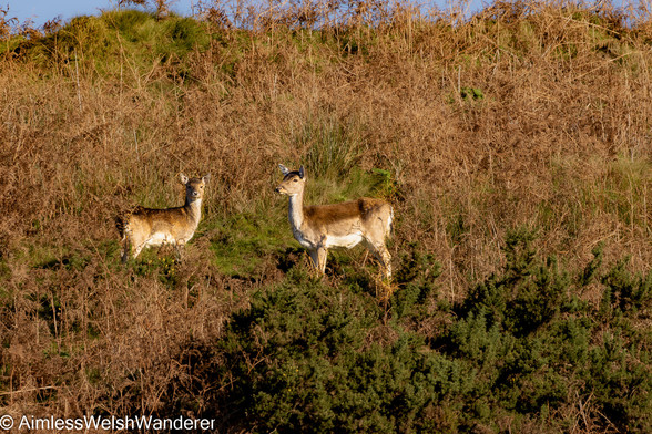 Roe Deer:

Two roe deer stand alert on a hillside covered in grass, gorse and brown bracken. They stand side on to the camera, facing one another. Both have red/brown fur, darker on the back and lightening to white at their throat, bellies and bottoms. Faint lighter coloured spots can just be seen on their flanks. The left hand deer is smaller than the other.