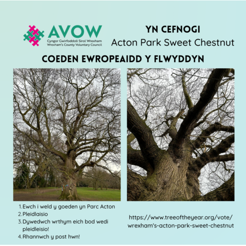 Pictures of the Acton Park Sweet Chestnut, with the text of the post in Welsh.