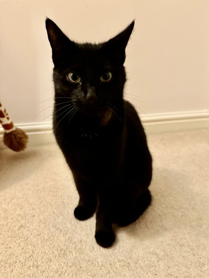 A black cat sitting on a beige carpet. 
