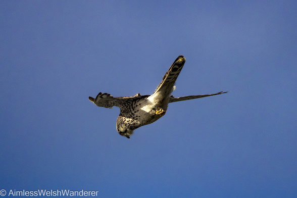 Kestrel:

A small raptor hovers against a clear blue sky. Viewed from below, the bird has a white belly, with a brown barred tail and speckled brown wings, chest and throat. It's dark eyes and beak are pointing down towards the ground and its bright yellow talons tucked close to it's body
