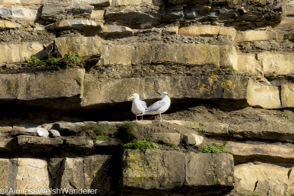 Herring Gulls:

A pair of gulls, bright white apart from their pale grey wings and bright yellow beaks, stand on a narrow ledge. The ledge is half way up a sheer sea cliff made of layers of brown stone and mud, punctuated by sparse patches of yellow lichen and green vegetation