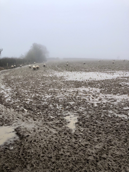 A flooded field covered in ankle deep mud south of cowbridge. Couldn’t even appreciate the views with heavy fog affecting visibility. 