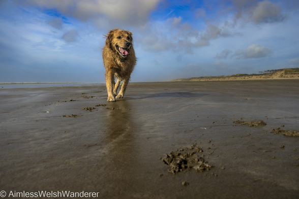 A wet Golden retriever trots towards the camera, her tongue lolling out of an open mouth. The camera is close to the ground, looking up at the dog. Sand dunes border the beach on the right, while a calm sea breaks on the left. The sky is mixture of white clouds and blue sky