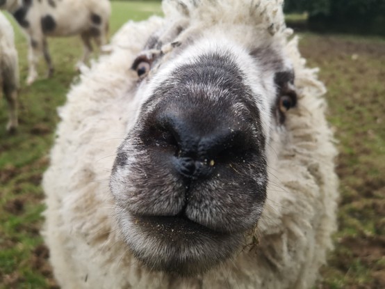 Someone with a spotty nose pushed very close to the camera - it's Panda! You can see how the entire sheep is now buried in a big halo of fluff. He received extensive cuddles right after this picture was taken.