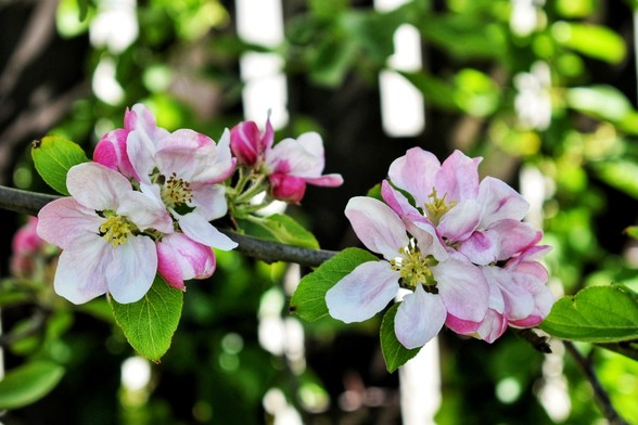 Apple blossom, pale pink with deep pink splashes
