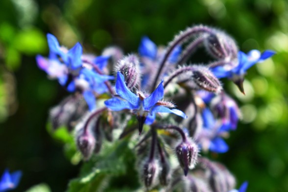 Self seeded borage, royal blue colour.