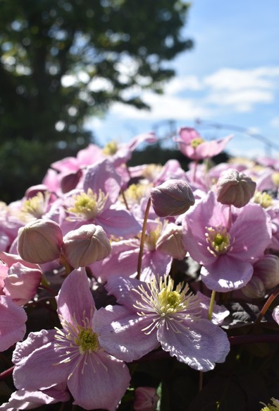Pink Montana clematis in full flower with blue sky and tree in the background 