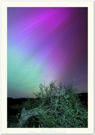 A beautiful and colourful Arora Borealis with hues from purple to green over Bannau Brycheiniog (Brecon Beacons) and an old fallen tree
