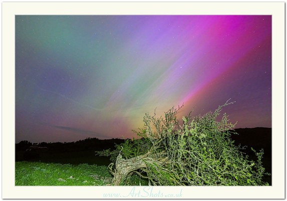 AA beautiful and colourful Arora Borealis with hues from purple to green over Bannau Brycheiniog (Brecon Beacons) and an old fallen tree