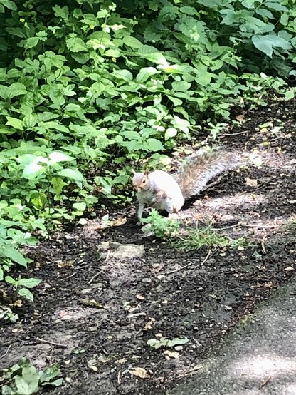 One of many very tame squirrels enjoying the sun on the route only a few feet away. 