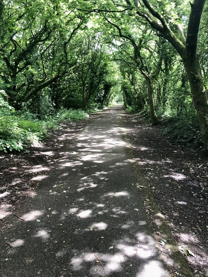 View of the old train and tram line with sun shining through the mature trees onto the tarmac. 