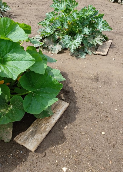 In foreground is a hill of yellow sunburst squash and to the rear is a hill of zucchini.  Under the leaves, on the ground I've laid 6 inch wide by 24 inches long pine boards directly on the ground.  Damp brown garden soil all around the plants. 