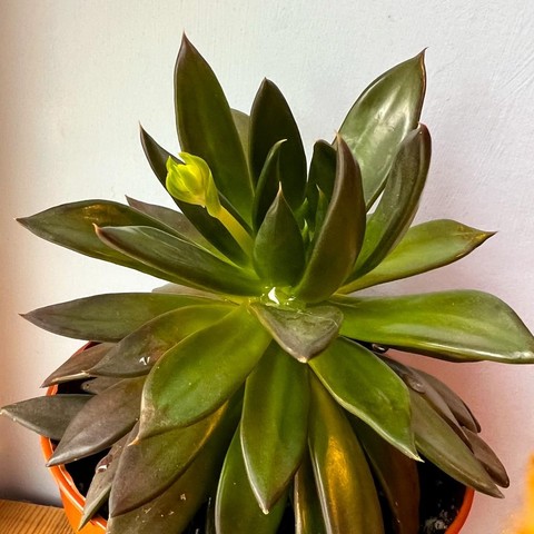 A small green houseplant with dark green, succulent leaves and the first sign of some sort of flower stalk.