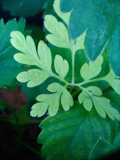 A beautiful almost filigree pale gree leaf of something growing amongst the darker leaved strawberries 