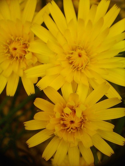 A close up of three yellow flowers that resemble dandelions 