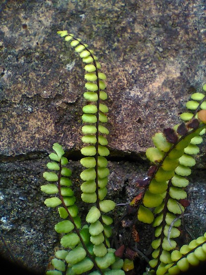 A tiny fern like plant growing out of a wall