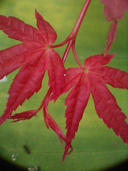 Red Japanese maple leaves against a bright green calla leaf