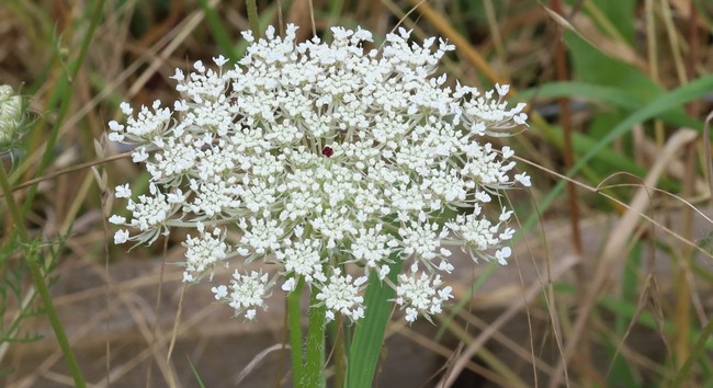 A large flat flower-head of white flowers with a single red one in the centre.