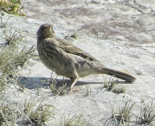 Mae na Rock Pipit yn sefyll ar craig.