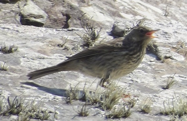Mae na Rock Pipit yn sefyll ar craig.