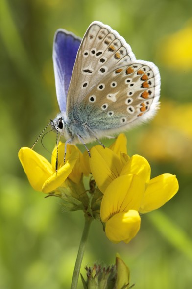 Alt text: Portrait: Common blue butterfly, that feeds, pauses, rests upon the Bird’s-foot-trefoil. Its mauve blue tones contrasting the wildflower’s sunshine yellow. Its under wing splashed liquid turquoise, tipped with eyes of complimentary orange, patterned black dots shape by white frame. Its abdomen creamy downy pale blue fluff.