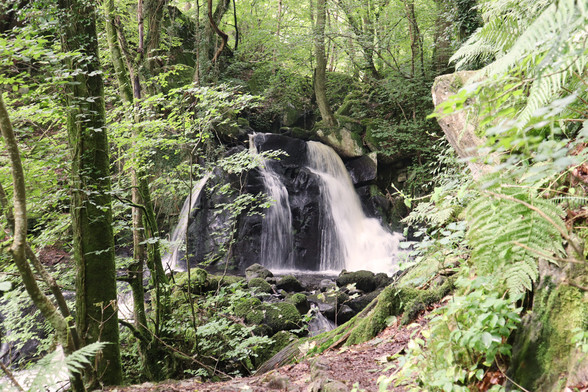 A waterfall with three cascades of water surrounded by slender trees in full leaf and green ferns.
