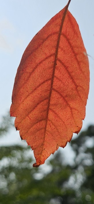 Acer henryi leaf turning a foxy orange in August.