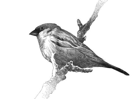 A very detailed line drawing of a sparrow on a branch