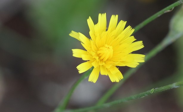 Autumn Hawkbit. A single bright yellow flower shaped a bit like a dandelion but with a lot fewer petals.