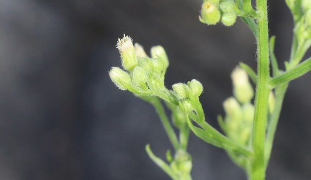 A cluster of Guernsey Fleabane flowers. They are vey inconspicuous, the petals extremely short. It isn't easy to tell which is the open flower among the buds.