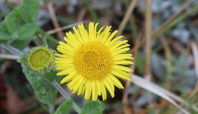 Fleabane. A single yellow flower, shaped like a daisy but with the central part larger, giving the impression of a tiny sunflower.