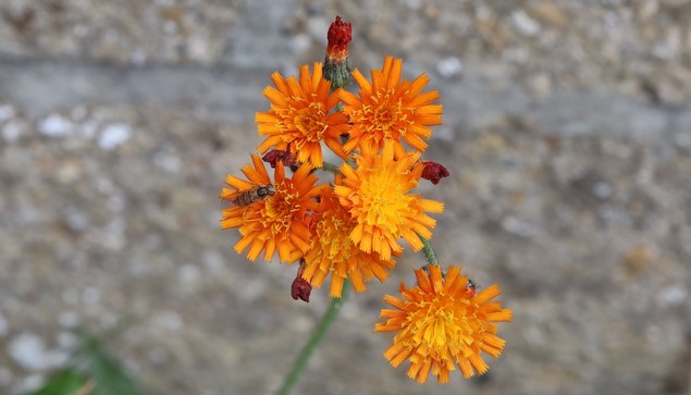 Fox and Cubs. A cluster of bright orange flowers on the end of a stalk so no leaves are visible. There is a hover-fly on one of the flowers.