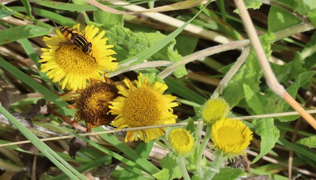 A cluster of yellow flowers shaped like daisies with a single fly sat on one. The fly is yellow and black, with very bold yellow stripes on its black thorax.